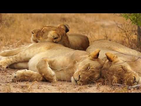 Relax Music & Beautiful Big Cats 2 Hours Relax Meditation Sleep Music HD 1080P