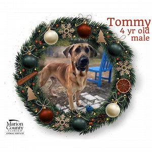 4.8K views · 95 reactions | Adoption, adoption trials, holiday foster homes, day trips- any little bit helps our dogs in need. If you are willing to offer a little Christmas joy, we'd love to meet you! Visit MCAS at 5701 SE 66th Street in Ocala, just off of Baseline Road. marionfl.org/animal | Marion County Animal Services | Facebook