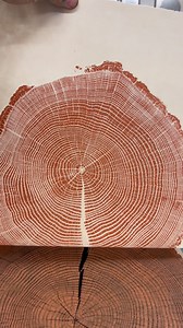 🍊 Peel & Reveal of a tree print with some curvy grain! Relief print of a Cherry Bark Oak from Western North Carolina (came down during Helene) on handmade paper using orange ink. 21” x 17” I will be updating my store with new prints (like this one) next week. I will retire some of the current ones and replace them with some I’ve recently done. I hope y’all are having a great week! Thanks for looking and reading. I love yall.❤️ #woodprint #blockprint #art #artwork #woodworking #wood #ink #nature