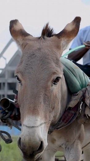 5.2K views · 113 reactions | "Most of the people in my community are small-scale farmers and they use the donkeys to sell their goods." ~ Steve, donkey owner from Kenya. The video shows Steve transporting water with his new donkey Lucky Joy, after his previous two were stolen and killed for their skin. | Brooke, Action For Working Horses and Donkeys | Facebook