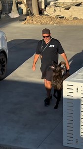 2.8K views · 92 reactions | Dog Training USA   Online courses https://theonlinedogtrainer.com/?aff=SmartDogTraining #DogTraining #SmartDogTraining #happydogs #DogTrainingUSA #DogTrainingTips #K9Training #DogObedience #PuppyTraining #WorkingDogs #DogTrainingLife #EliteK9 #K9Handlers #K9Unit #ProtectionDogs #ServiceDogs #CanineHeroes #DogsOfInstagram #USMilitaryDogs #TrainHardFightEasy #ObedienceTraining #dogtrainersofinstagram | German shepherds | Facebook