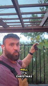 Winter grapes?! A few random clusters ripened on the bare vines, let’s see if they’re any good! | John McCallen