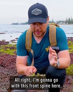 222K views · 4.4K reactions | Beware the infamous Stonefish!! | Coyote Peterson | Facebook