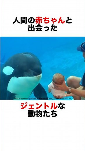 Gentle animal conversations with babies❣️