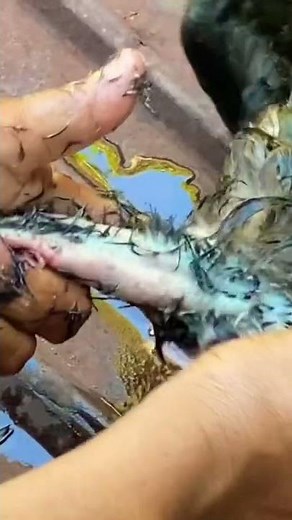 Clean a duck ធ្វើទា #short #Vkhcooking