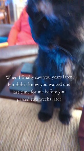 My Daisy 💔🕊️#petloss #catsoftiktok #imissmycat #mysidekick #petlossistheworstpain