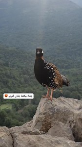 Beautiful Mountains with black partridge call || #blackpartridge #partridge #singingbird | Birds Lover 2