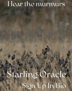 The Sacred Starlings are murmuring. What will you ask them? What will you hear? Book now for Samhain Murmuration Divination sessions: https://starlingoracle.co.uk/#bookings | starling oracle | Facebook