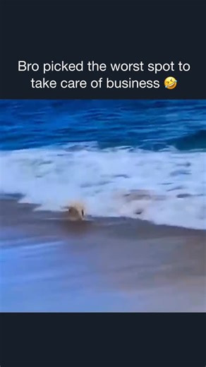 Impacts • Viral • Videos on Instagram: "At least he flushed 😅"