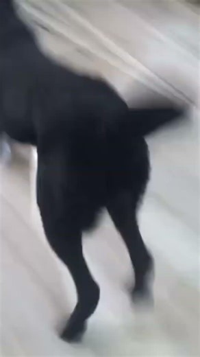 Let's Play I # cute Lab I #labrador #funny #dogshorts in hindi#shortvideo