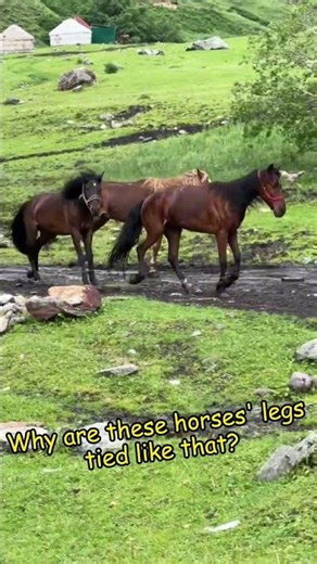 Why Are These Horses’ Legs Tied Like That? 🤔