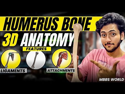 Humerus Bone Anatomy 3D - Upper Limb | Attachments of Humerus, Ligaments & Features | MBBS World