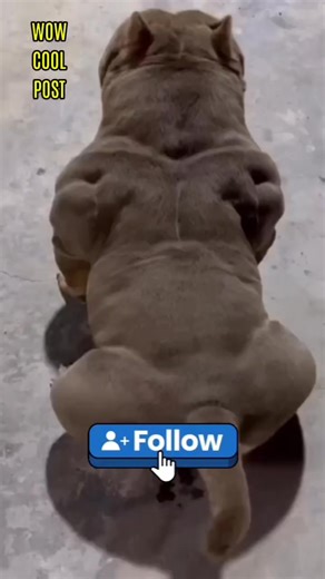 16K views · 45 reactions | Meet the Pocket Bully: The Small Dog with...