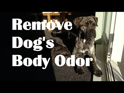 How to Remove Dog Odor. Help dog smell nice.
