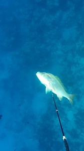 Spearfishing Bahamas Dog Snapper | Ryan Myers