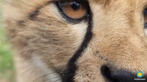 ❤️ Today and every day, we are tremendously grateful to our animal care team. We’ve gathered some of our favorite animal antics from 2020, courtesy of our amazing keepers who work diligently behind the scenes to ensure every one of our residents receives the best care possible. Join us in thanking them for their hard work and dedication in this extraordinary year! . . . #NatZooZen #ClosedButStillCaring #BringTheZooToYou | Smithsonian’s National Zoo and Conservation Biology Institute