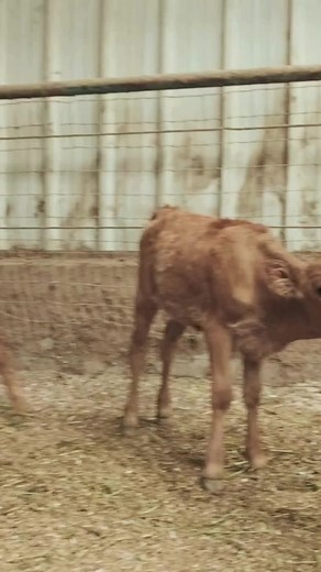 Freemartinism occurs where a heifer calf is a twin to a bull calf. While you may get 2 calves instead of one, you should know that as the heifer and bull calves develop in the uterus, testosterone from the bull calf can cross over to the female. When this occurs, the development of the female reproductive organs are impaired and they become sterile. While it may be a nice surprise, most of the time it’s best to remove them from your breeding plan in order to save on feed and developmental costs.