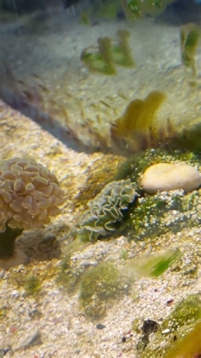 Nudibranch eats Turf algae #nudibranch #care#reeftanks#saltwateraquarium
