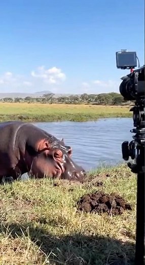 Documentary Crew Gets Caught in a Hippo Poop Storm! 💩🦛😂#hippo #funnywildlife #documentaryfail