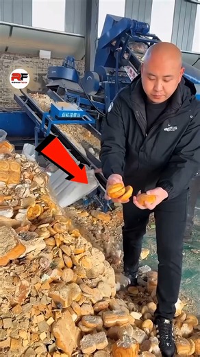 How China Makes Millions from Expired Biscuits #facts #trending #ytshorts
