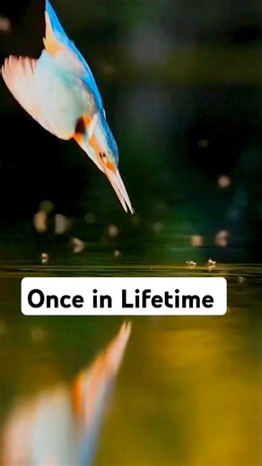 This Catch Happens Once in a Lifetime #kingfisher #fishing #wildlife #animals