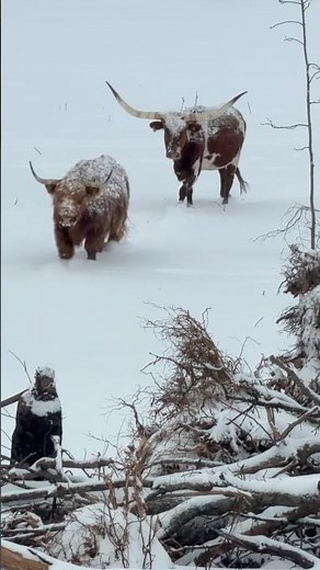 They Come When I Call ❄️