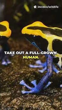 Poison Dart Frogs: Nature's Tiny Assassins! #naturedocumentary #animals #venomouscreatures