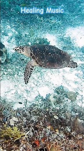 4K Underwater Wonders + Relaxing Music Coral Reefs & Colorful Sea Life
