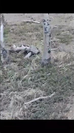 Hike January 5, 2026 #short Part #47