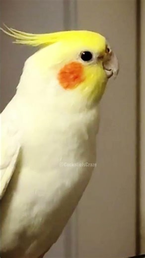 Cute Chirps ✨🦜💖 #cockatielscraze #birdsinging #cutepets