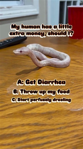 What’s your Ball Python doing in this situation!?