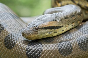 7 Invasive Snakes in the United States