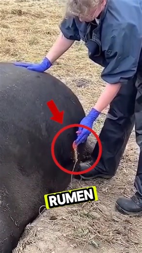 This Is What Happens When a Cow Gets Too Bloated