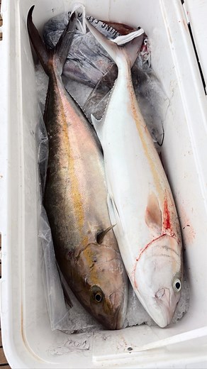 2.4K views · 180 reactions | Kad novi Simrad NSS 4 namiriše zubace i gofove殺殺 | Marko Vukić | Facebook