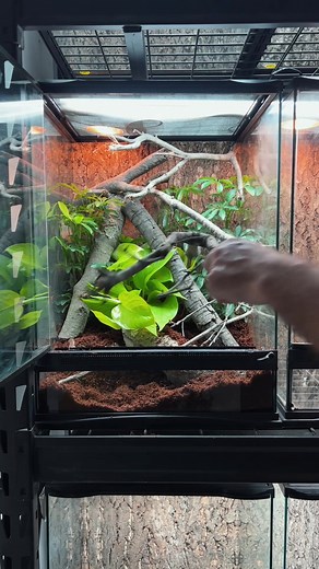 Beginner's Guide to Setting Up an Anole Enclosure
