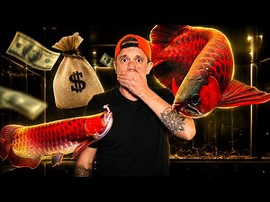 WHY THIS AQUARIUM FISH CAN COST AS MUCH AS A HOUSE? -TOOPET