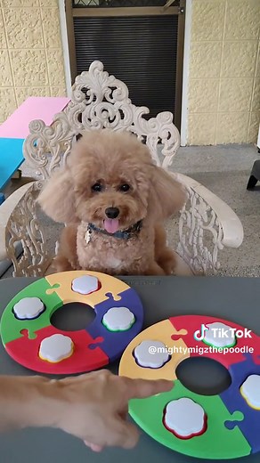 Unboxing | Pet Talking Buttons . . . . . . . . #migzthepoodle #unboxing #poodle #dog #pet #doglife #talkingdog #pettalkingbuttons #dogvlog #gooddog #behave #smartdog #trained #ezydog #followers #losbañoslaguna #uplb #highlights #poodlesoftiktok #dogvlog #everyone #dogsoftiktok