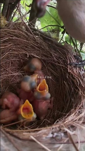 The cuckoo was captured by the shrike and brought back to feed its 5 baby birds杜鹃鸟被伯劳鸟抓走，抓回去喂自己的5只小鸟