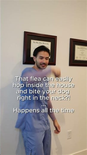 Can inside pets get fleas? yes!