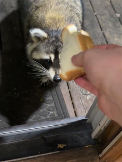 Wild Raccoon Gently Takes Peanut Butter Sandwich at the Door