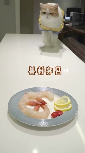 Cat Shrimp Meme Compilation