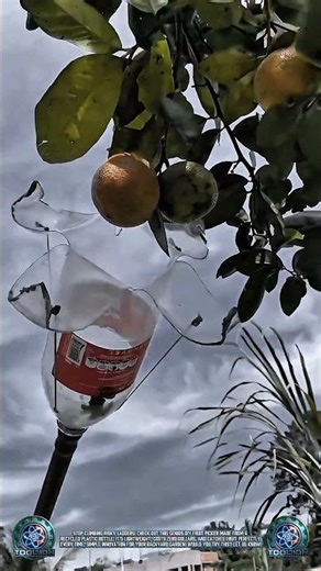Smart DIY: Picking fruit easily with a bottle! 🍊