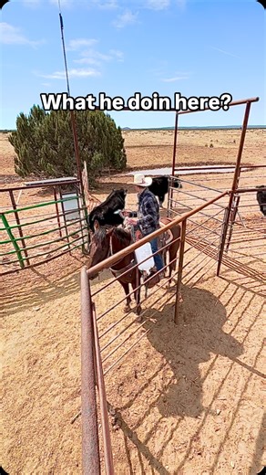 75K views · 14K reactions | Reeds Cattle Company, Show Low AZ on Reels | Facebook