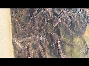 13,000 Catfish Farm Live Feeding Update