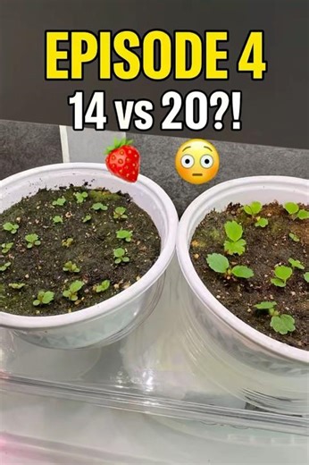 Episode 4 🍓 Cold Stratification vs Direct Sowing – Which Method Wins?