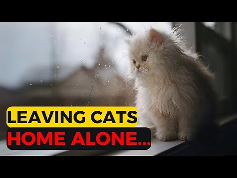 How to leave cats alone at home