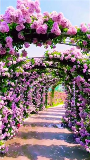 Purple colour rose flower Park #rosecaring #flowers #nature #ihavethisthingwithplants #rose #roses
