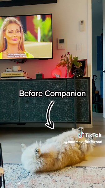 Revolutionizing Pet Parenting: Introducing Companion AI Device