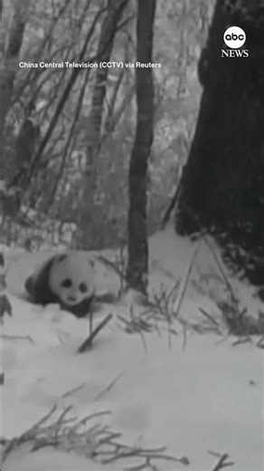 Infrared cameras capture rare footage of giant panda cub