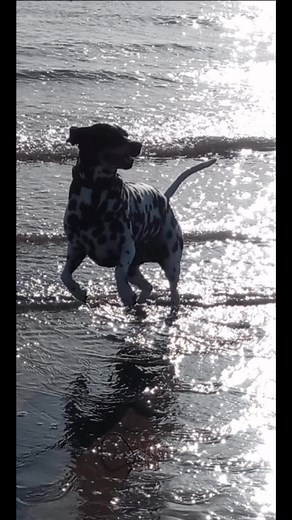 34 reactions · 7 comments | Many of you know we lost our beautiful Perdy last week it’s been an emotional time so I haven’t posted for a few days but all your lovely dogs and my gang have helped so much. She was a one off and I will miss her always殺 | Paw Perfect | Facebook